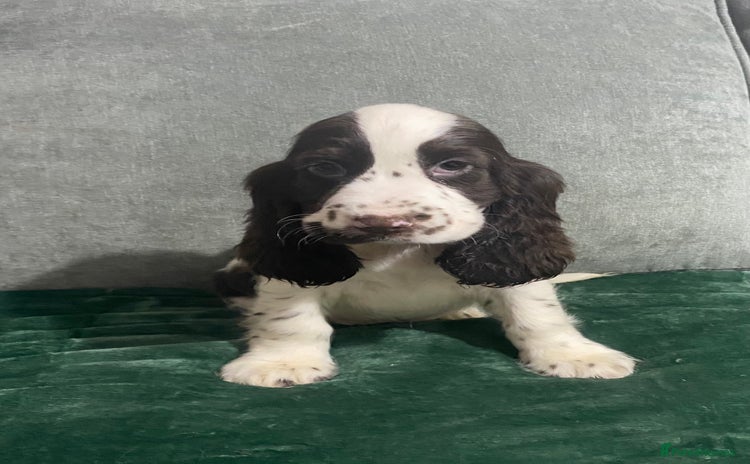 Cocker Spaniel dogs - Advert 14