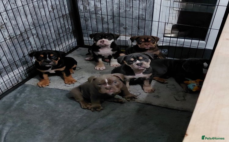 Olde English Bulldogge dogs - Advert 2