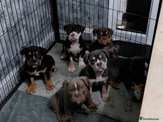 Olde English Bulldogge dogs - Advert 3