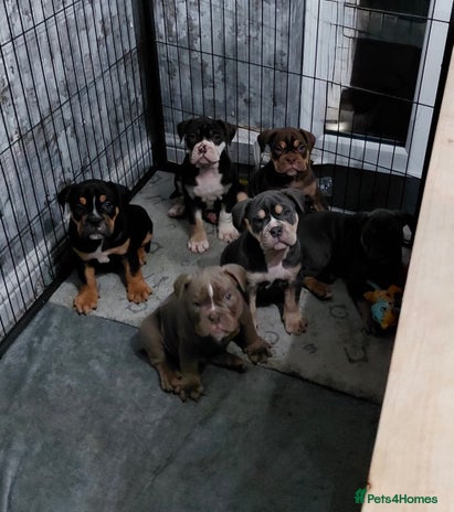 Olde English Bulldogge dogs - Advert 3