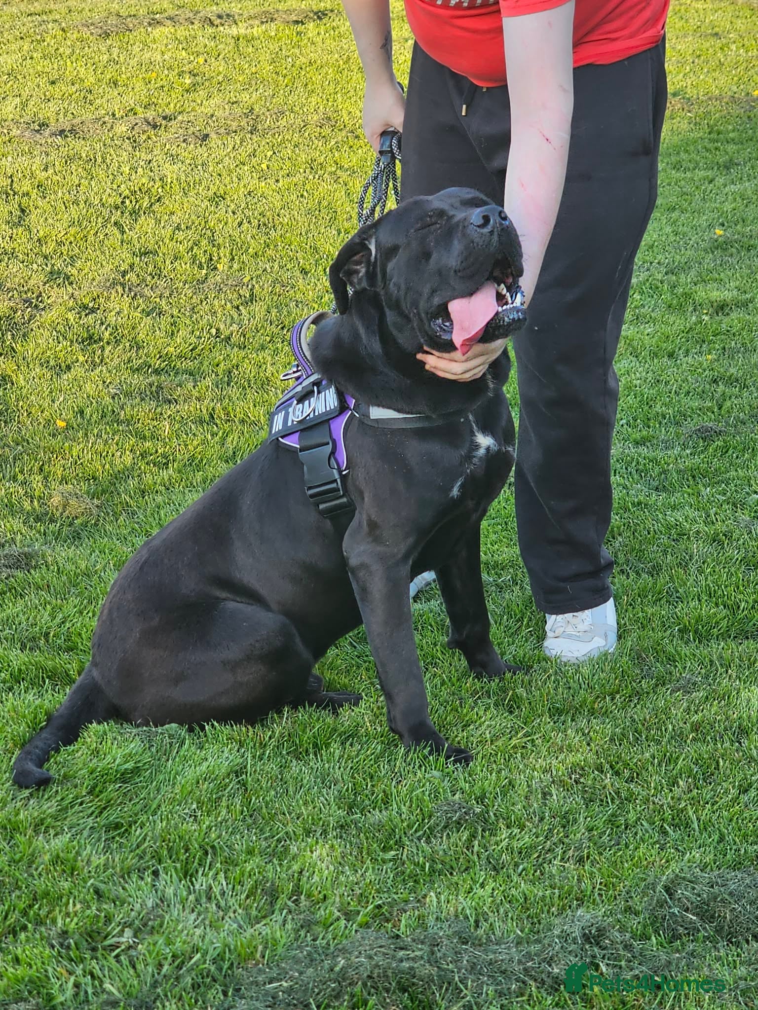 Mixed Breed dogs This is enzo - Advert 2