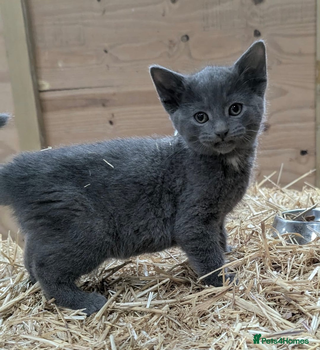 Mixed Breed cats for sale: Grey tabby kittens - Advert 4