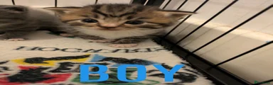 Tabby boy