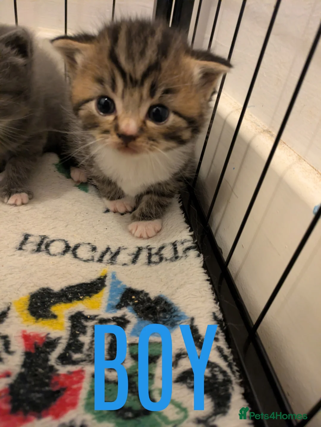 British Shorthair cats for sale: BSH cross kittens in Norwich - Advert 8