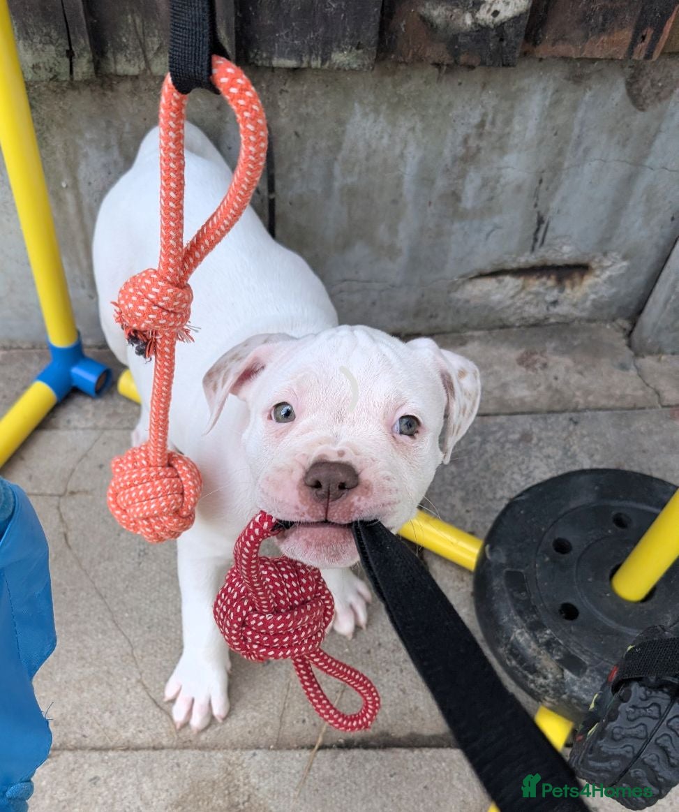American Bulldog dogs Johnson American bulldog puppies - Advert 2