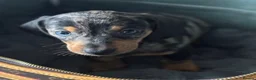 Miniature Dachshund dogs for sale: Miniature dachshund puppies🥰£750 - Advert 9