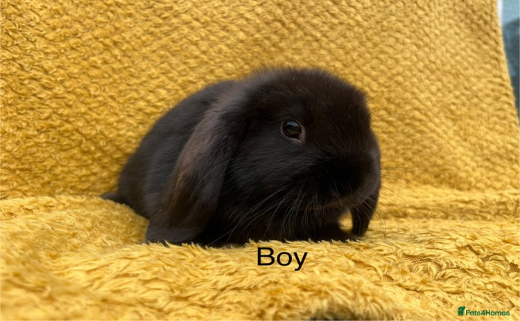 Mini Lop rabbits - Advert 15