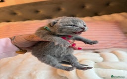 British Shorthair cats for sale: Pure British shorthair Champion line 😻🥇🏆 - Image 12
