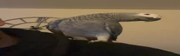 Parrots birds for sale: African Grey very Talkative,Intelligent & Friendly - Advert 4