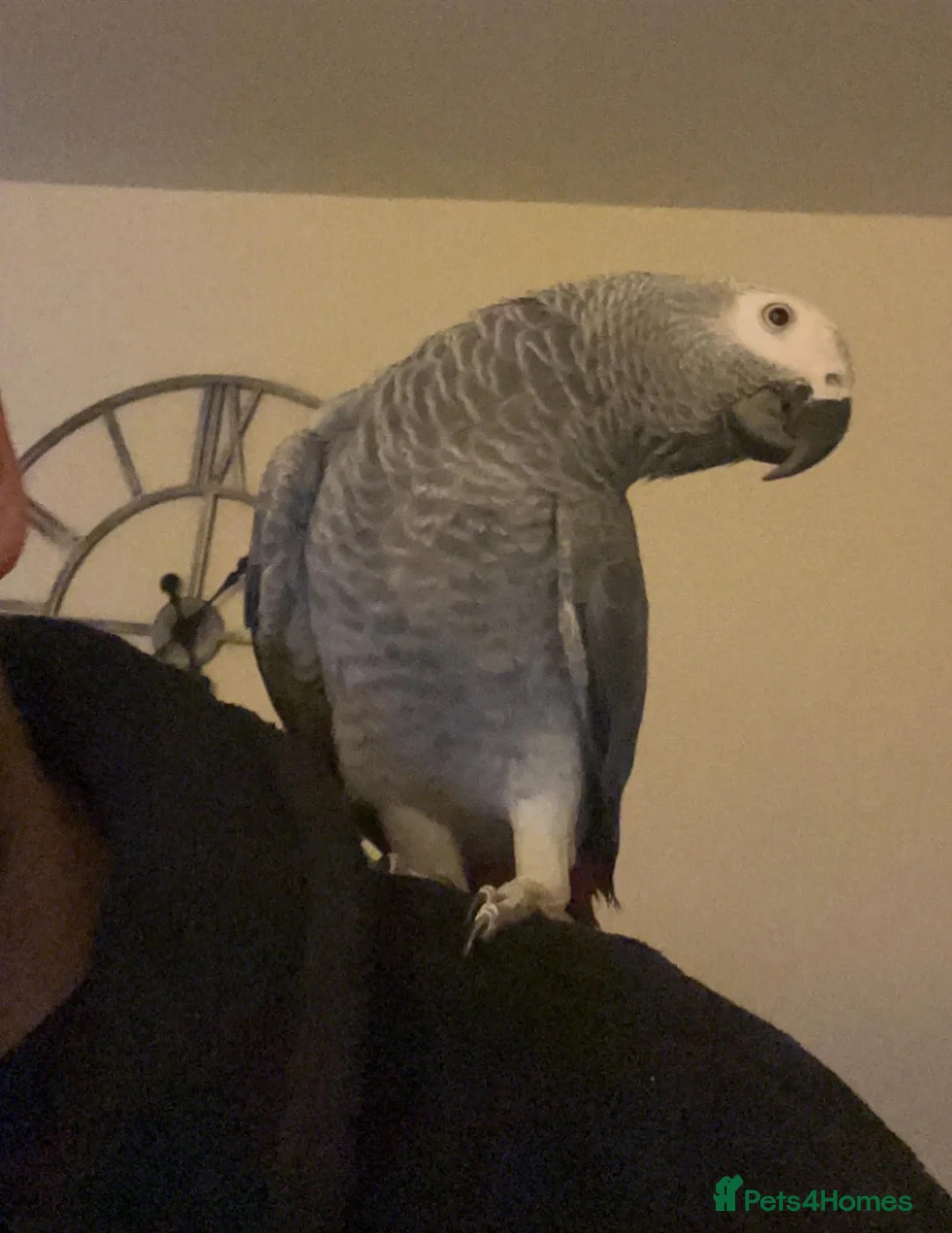 Parrots birds for sale: African Grey very Talkative,Intelligent & Friendly - Advert 4