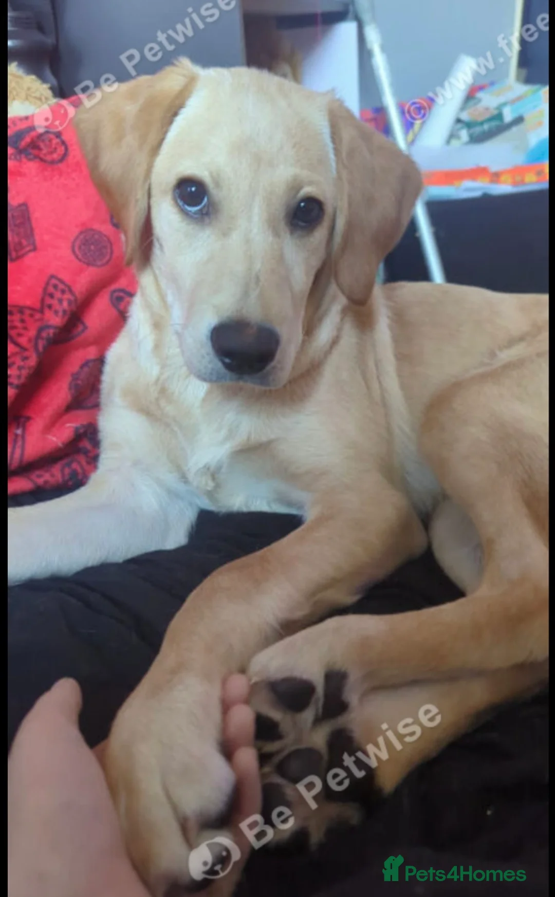 Goldador dogs for sale: Hiccup the lovely Goldador  - Advert 2