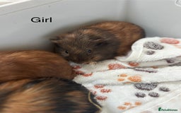 Guinea Pig rodents for sale: Boys and Girls Guinea Pigs - Image 10