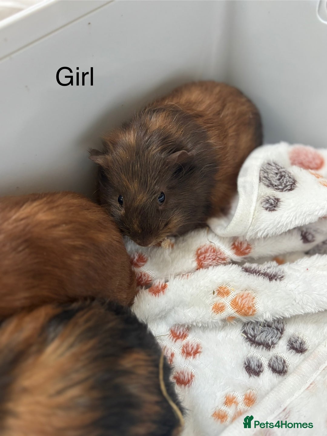Guinea Pig rodents for sale: Boys and Girls Guinea Pigs - Image 10