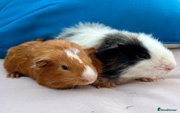 Guinea Pig rodents for sale: Baby guinea pigs and skinny pigs for sale.  - Image 1