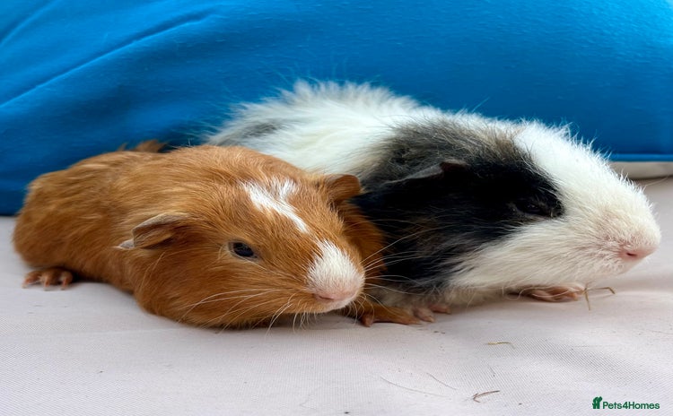 Guinea Pig rodents - Advert 12
