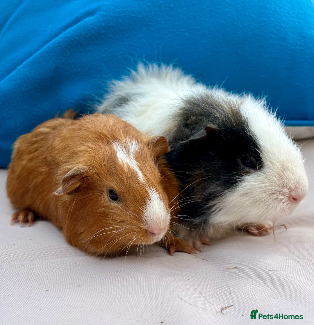 Guinea Pig rodents for sale: Baby guinea pigs and skinny pigs for sale.  - Image 1
