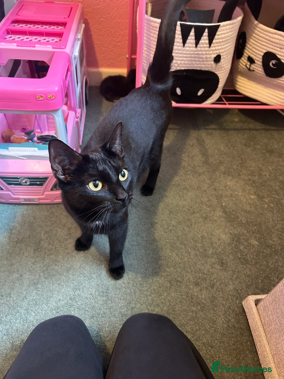 Mixed Breed cats for sale: Black male kitten  - Advert 5