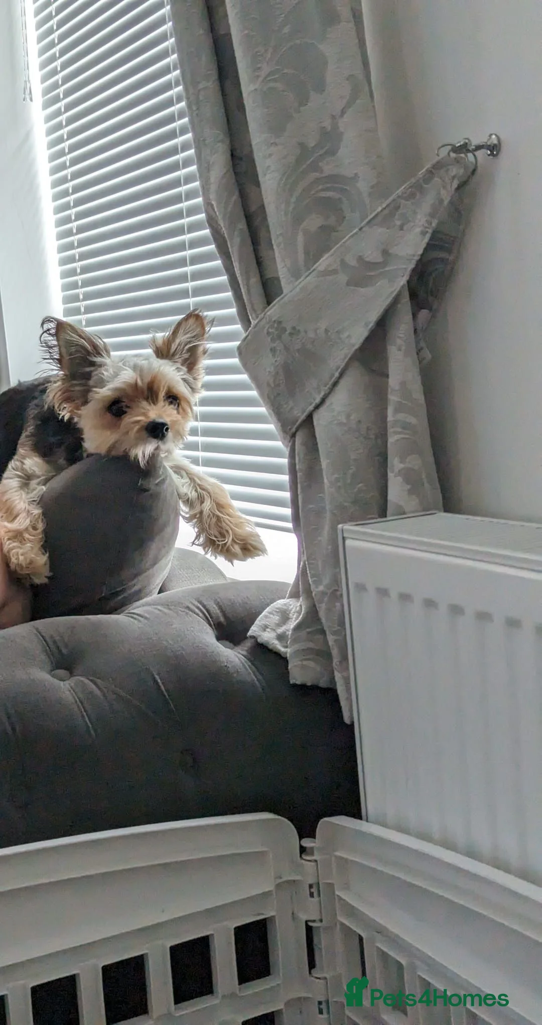 Chorkie dogs for sale: Chorkie puppies  - Advert 2