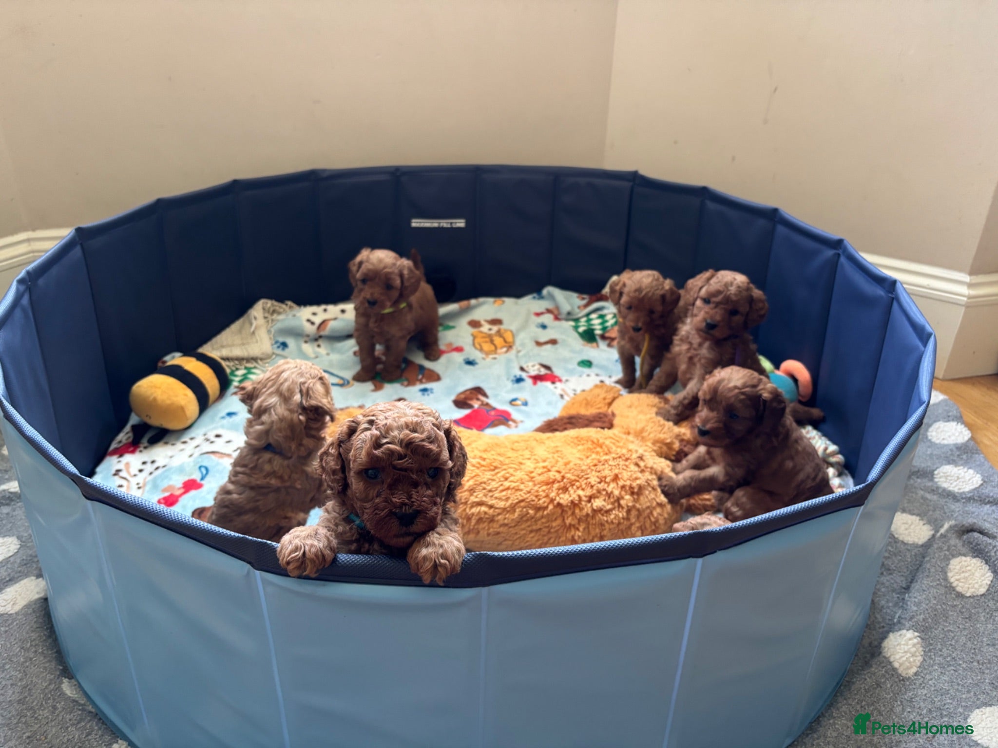 Cavapoo dogs Family Raised Cavapoo Puppies ready to Reserve!  - Advert 2