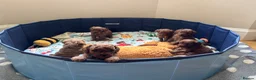 Cavapoo dogs for sale: Family Raised Cavapoo Puppies ready to Reserve!  - Advert 13
