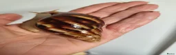 Snails invertebrates for sale: 🐌 10 Beautiful Giant African Land Snails 🐌 in Plymouth - Advert 12