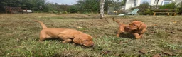 Hungarian Vizsla dogs for sale: Dual Purpose Hungarian Vizsla Bitch Puppies - Advert 16