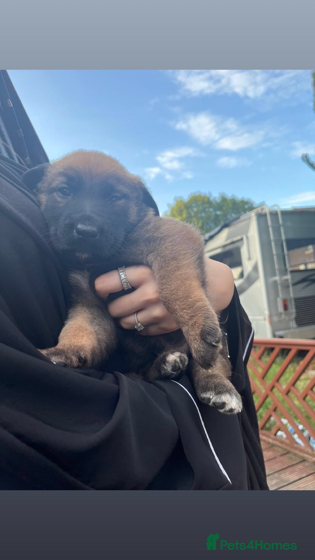 Mixed Breed dogs for sale: dogs for sale ££150-£250 - Image 3