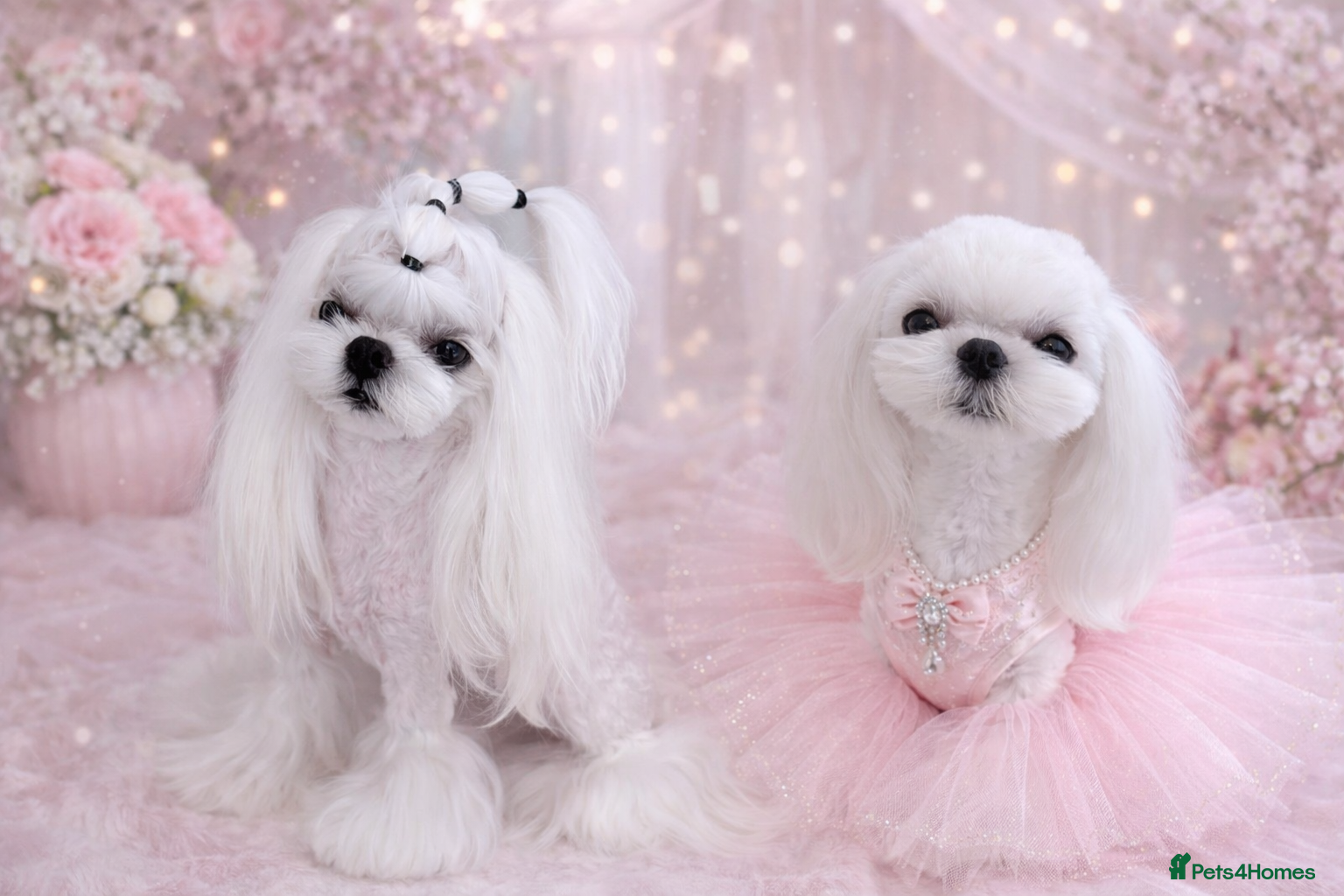 Maltese dogs 🩷Gorgeous Korean baby girl 🩷 - Advert 2