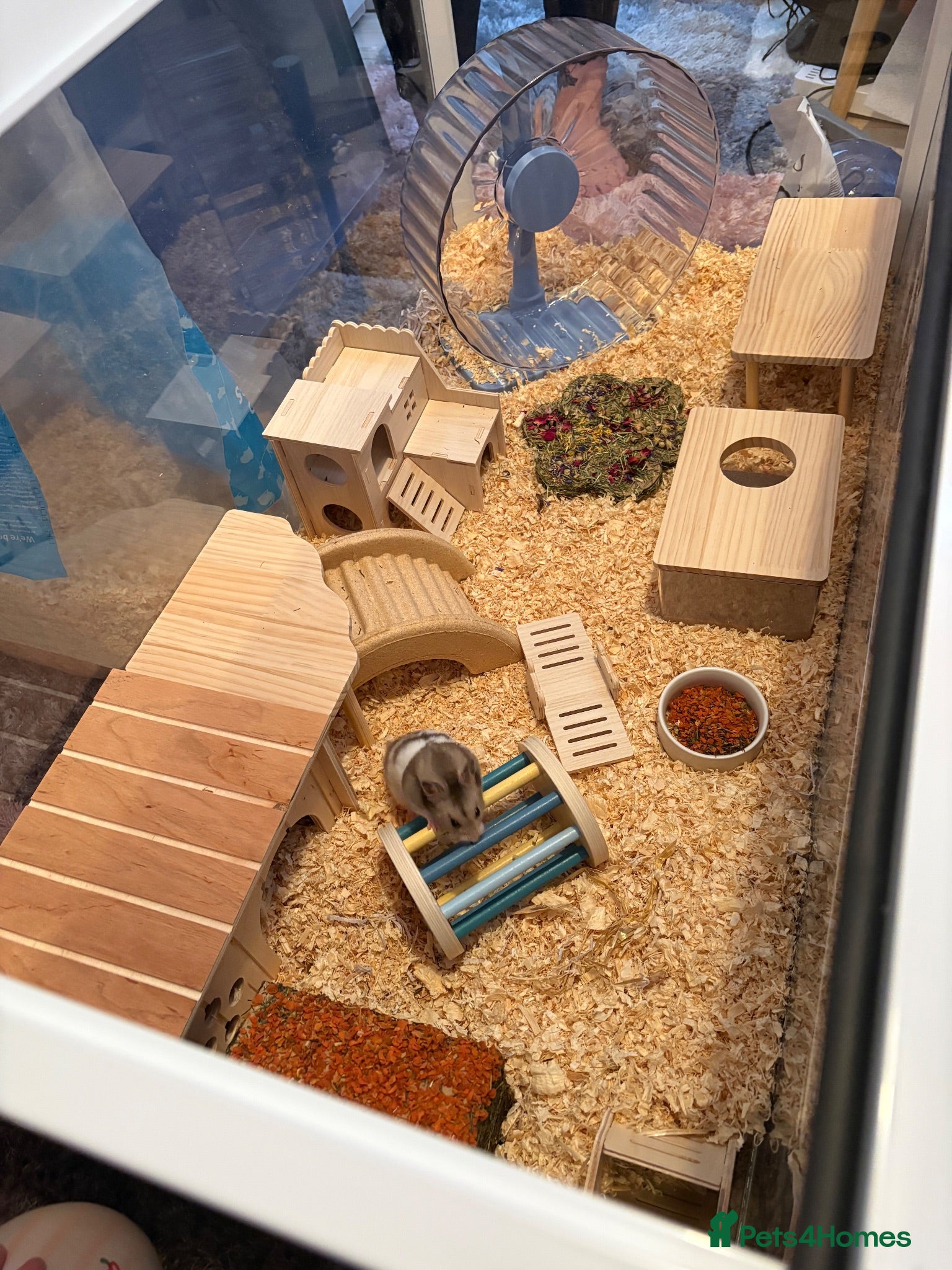 Hamster rodents 2 male Syrian hamsters 🐹  - Advert 12