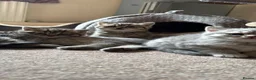 British Shorthair cats for sale: British Shorthair kittens 🐾 - Advert 4