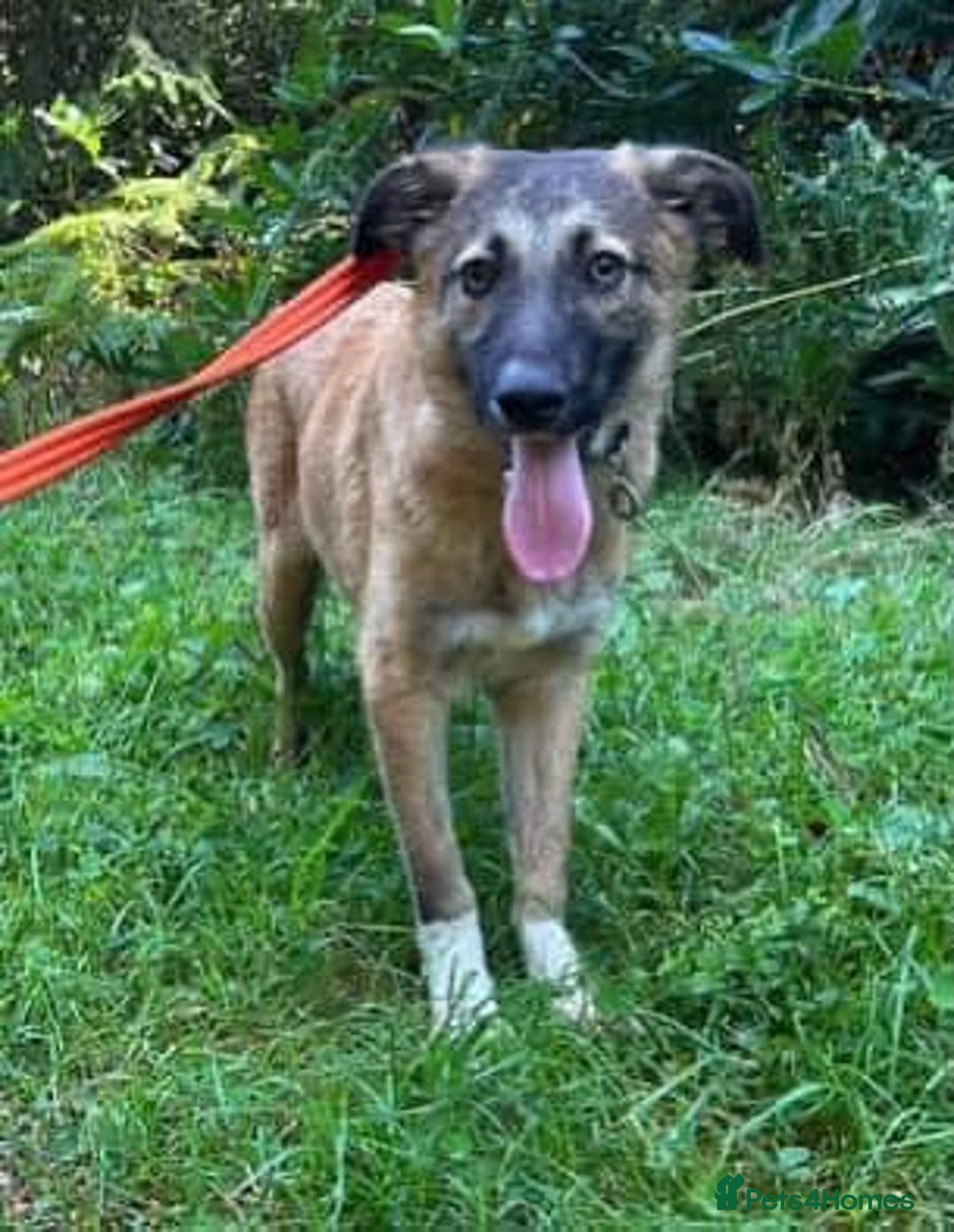 Mixed Breed dogs for adoption: Levi - Norwich Norfolk  - Image 37