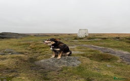 Border Collie dogs for sale: Female Border Collie - Image 5