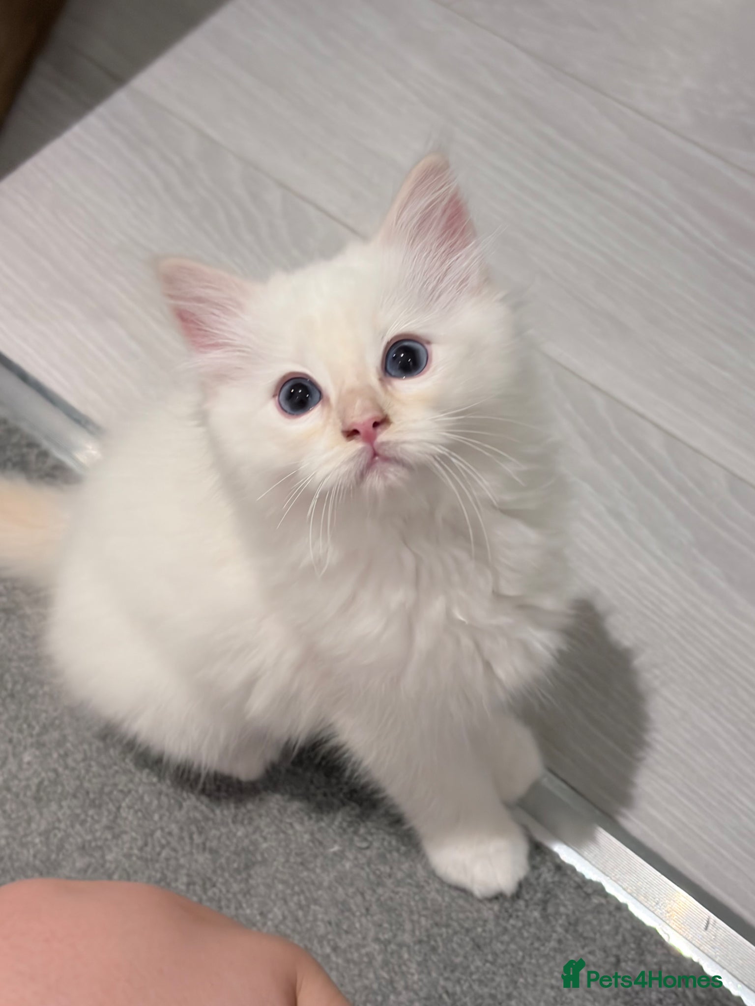 Ragdoll cats 2 Left! TICA Registered flame Ragdoll Kittens - Advert 1