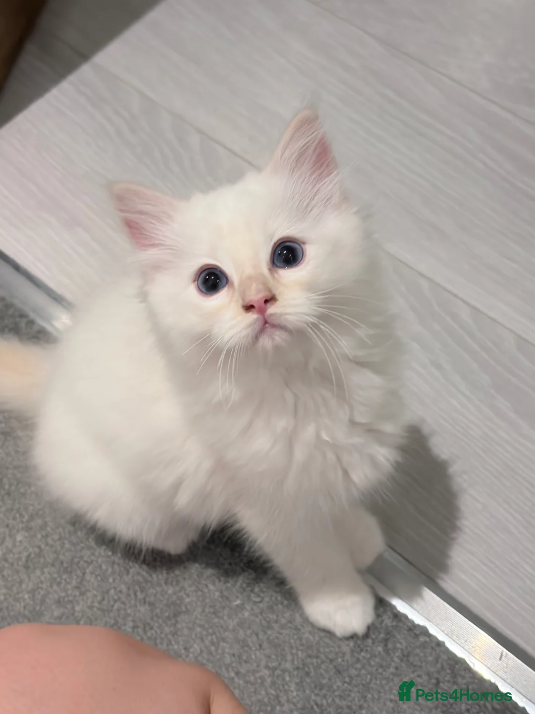 Ragdoll cats for sale: TICA Registered Blaze Red colour Ragdoll Kittens - Advert 2