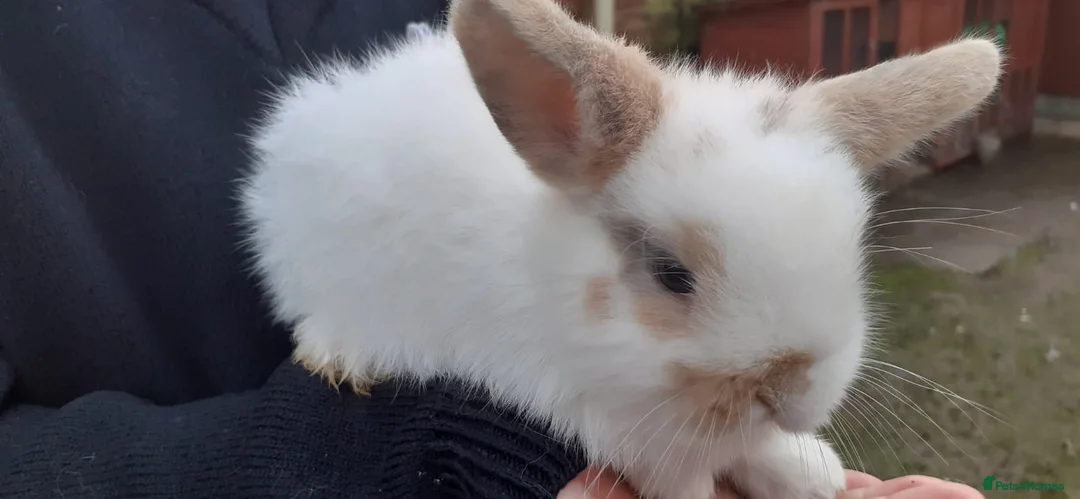 Mini Lop rabbits for sale: Mini lop babies  - Advert 9
