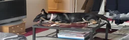 Mixed Breed dogs for sale: Breathtakingly Beautiful EBT Mix Puppy For Sale. - Advert 7