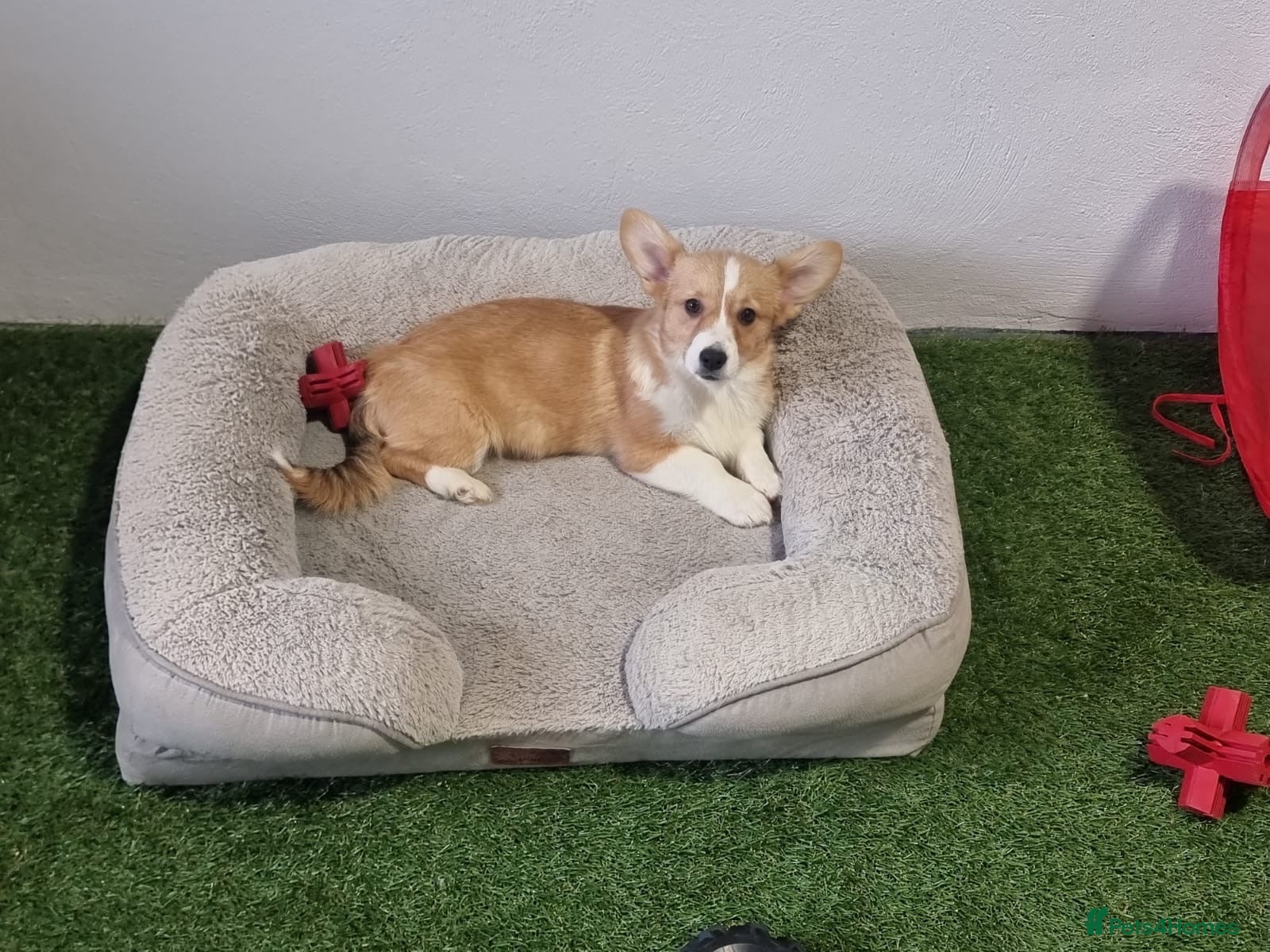 Welsh Corgi Pembroke dogs Extensively DNA tested clear FEMALE Puppy  - Advert 13