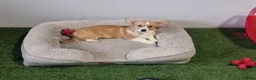 Welsh Corgi Pembroke dogs for sale: Extensively DNA tested clear FEMALE Puppy  - Advert 1