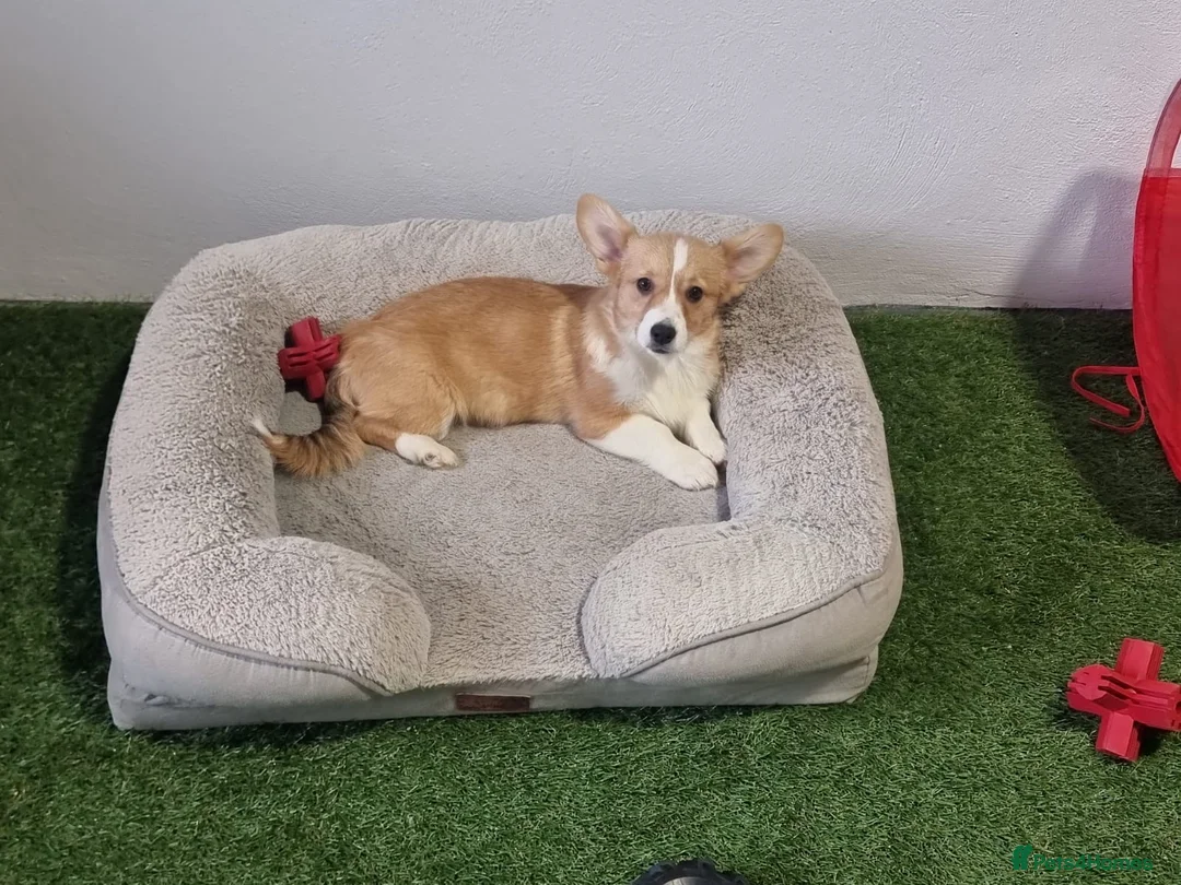 Welsh Corgi Pembroke dogs for sale: Extensively DNA tested clear FEMALE Puppy  - Advert 1