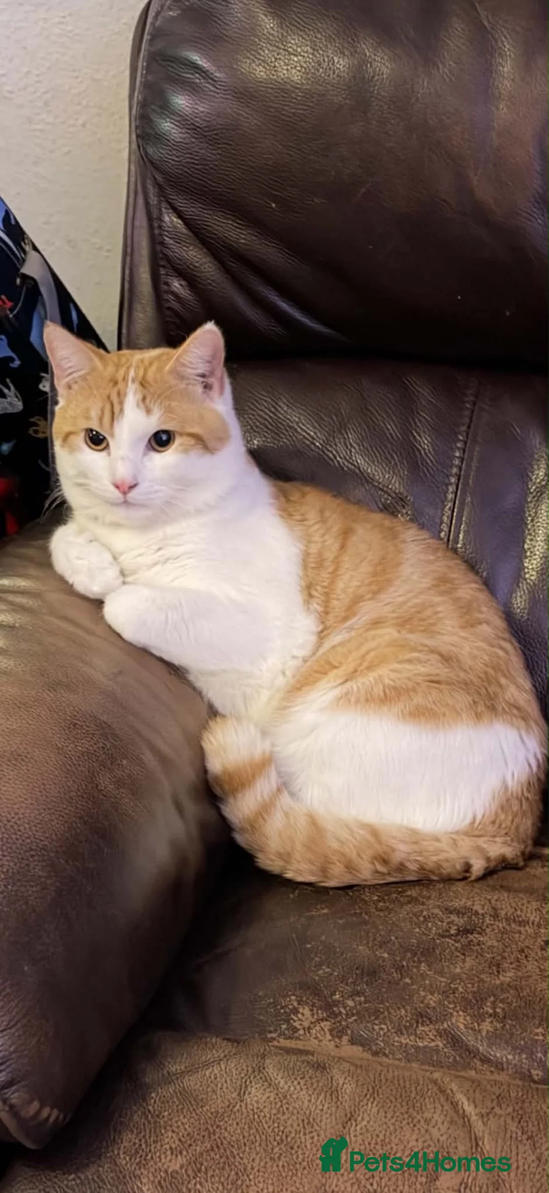 Turkish Angora cats for sale: Turkish angora male cat  - Advert 1