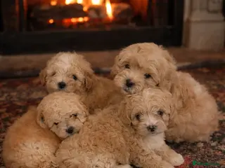 Shihpoo dogs Adorable toy ShihPoo puppy - Advert 3