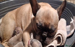 French Bulldog dogs for sale: Blue merle fawn genes - Image 3