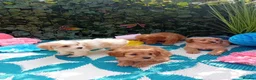Cavapoo dogs for sale: Stunning Cavapoos fully health tested parents - Advert 7