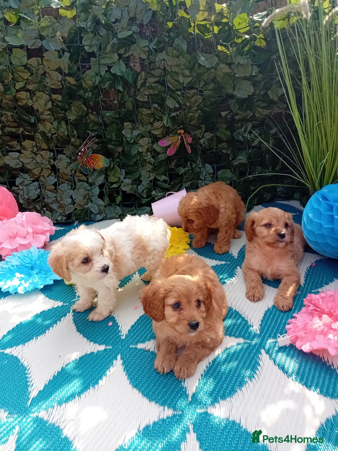 Cavapoo dogs for sale: Stunning Cavapoos fully health tested parents - Advert 7