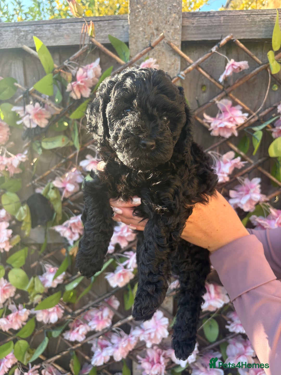 Cavapoo dogs for sale: REDUCED! 1 gorgeous little boy left and ready! in Grays - Image 7