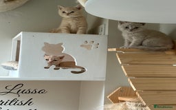 British Shorthair cats for sale: British shorthair kittens  - Image 6