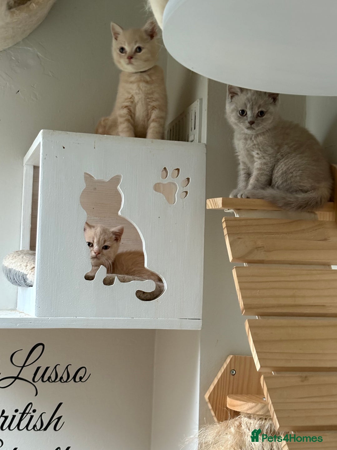 British Shorthair cats for sale: British shorthair kittens  - Image 6