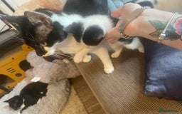British Shorthair cats for sale: Kitten 1 and kitten 2  - Image 5