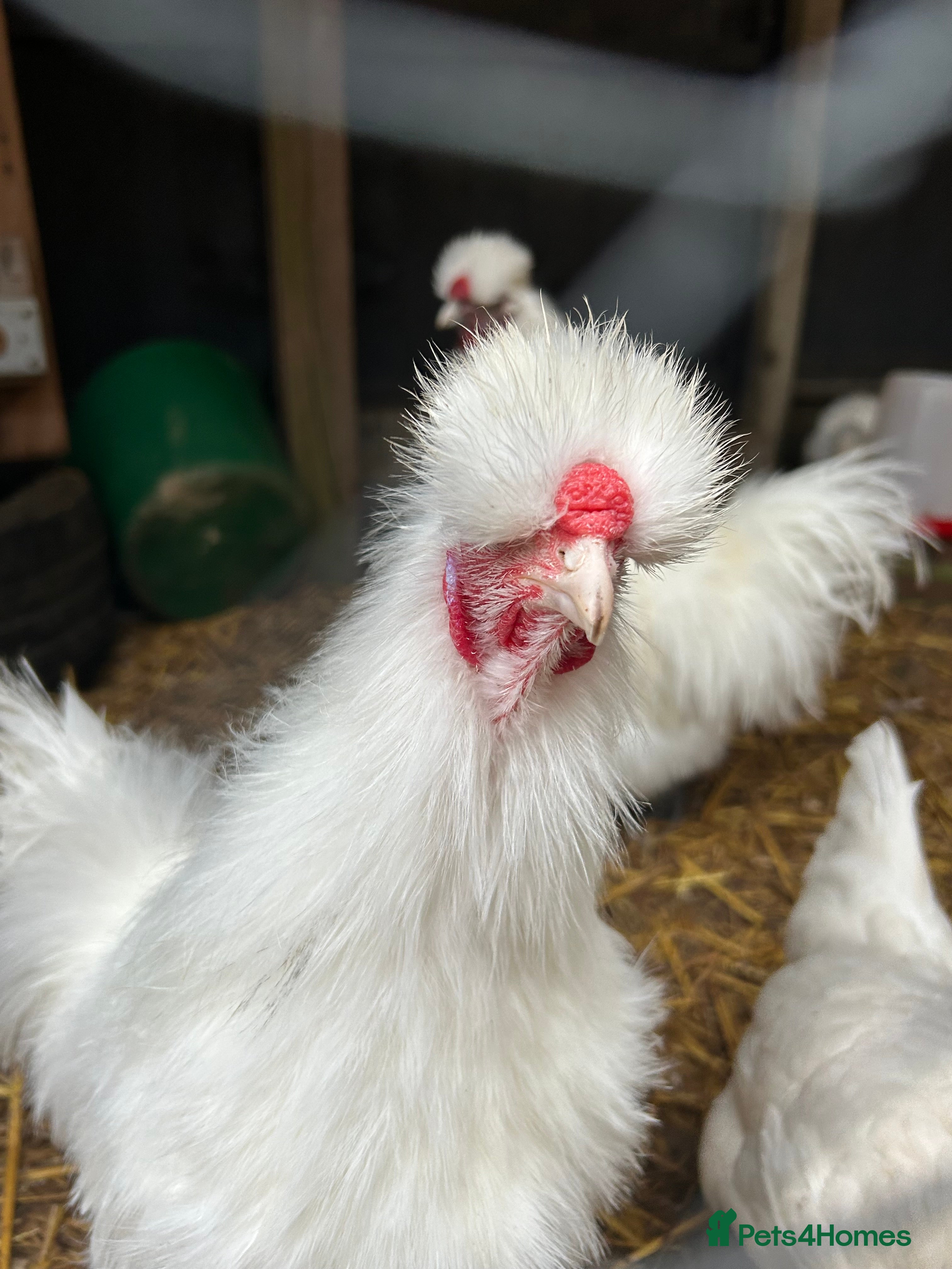 Chickens poultry Silkie cockerels & unsexed grower - Advert 1