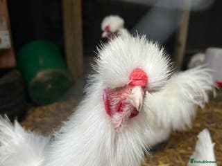 Chickens poultry Silkie cockerels & unsexed grower - Advert 1